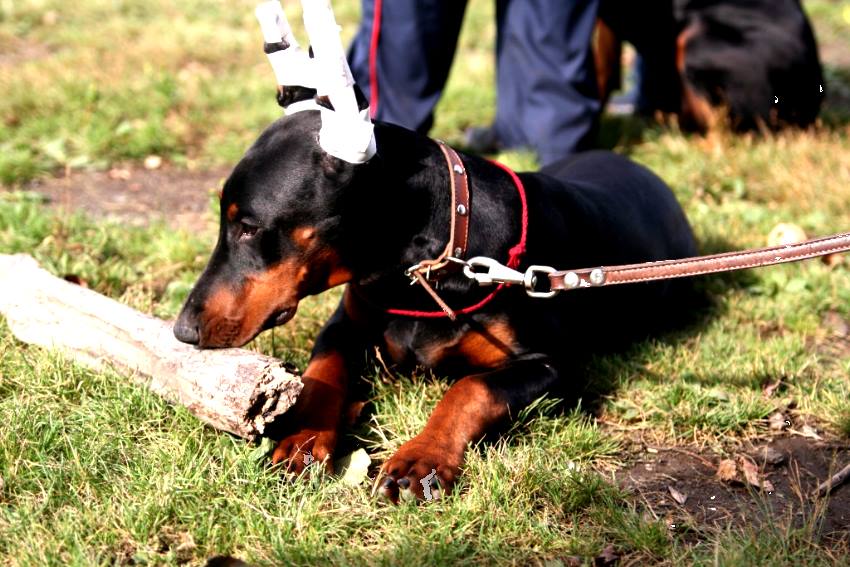 Köpeklerin Kulakları Neden Kesilir